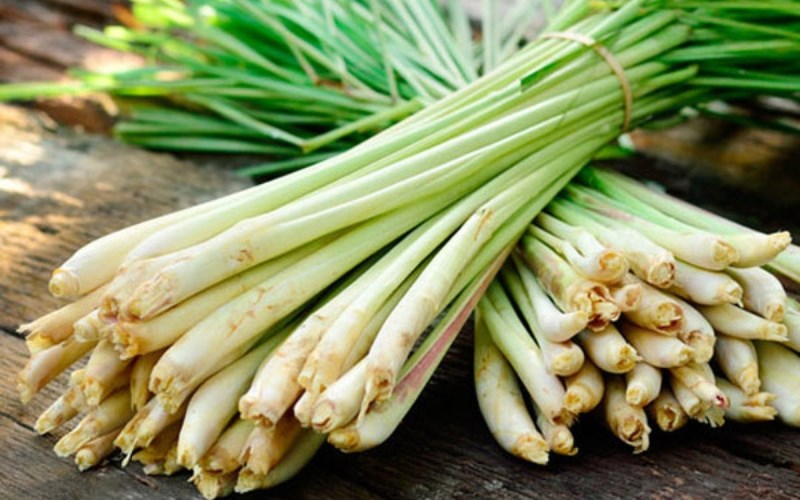Các loại lá xông hơi giải cảm hiệu quả tại nhà